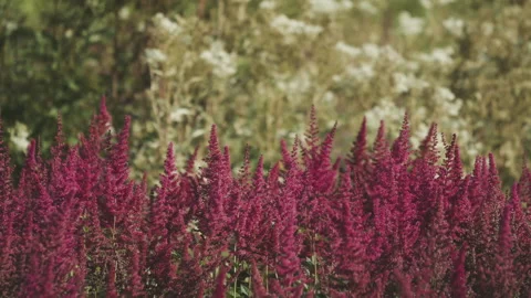 Best of Amoranth videos