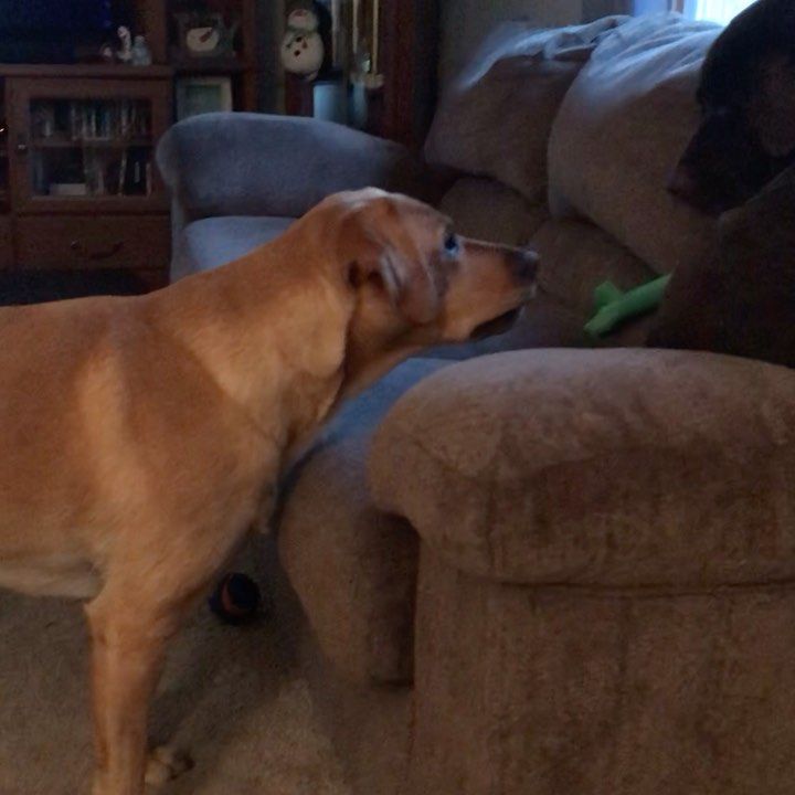 backdoor labrador porn - athena ferris suburban taboo