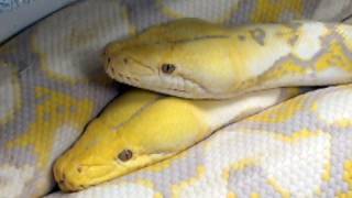 Porn Snakes couple part chris volz recommends Porn Snakes