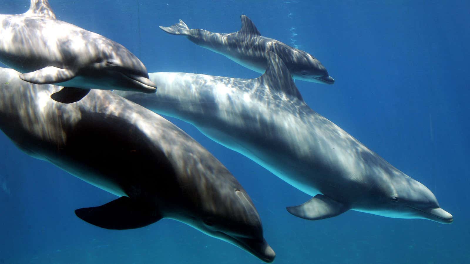 dolphin and human porn videos dickpal dolphin and human porn