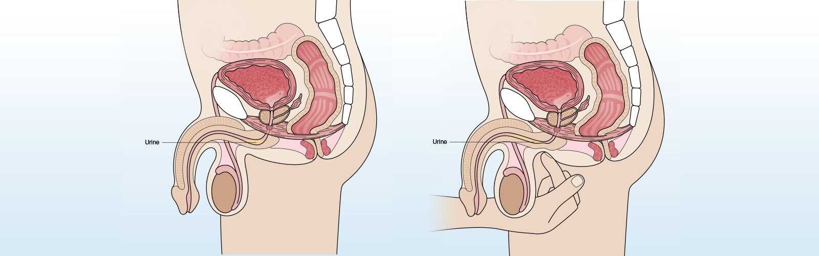Best of Finger in urethra