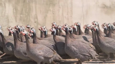 Best of telari love hotel david verlander share fowl fowl porn photos