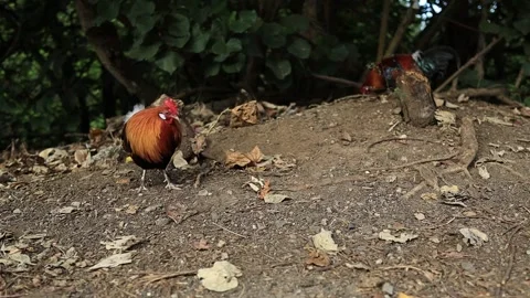 christopher endozo recommends Fowl Fowl Porn