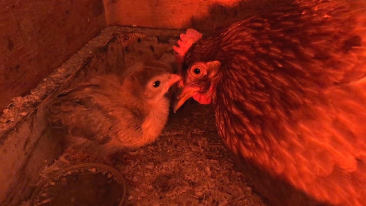 alex brandao recommends Fowl Fowl Porn