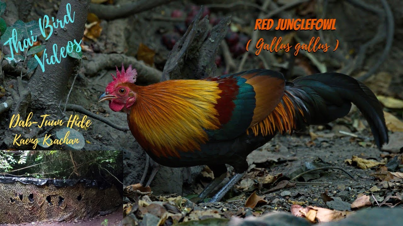 Best of Fowl fowl porn