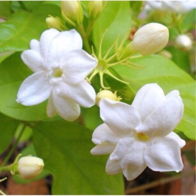 blerina kondi like jasmine daze chat photo becki scotter recommends jasmine daze chat pic