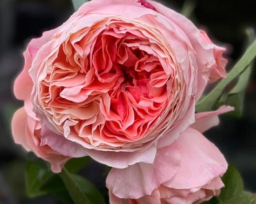 anna lucaci like kaiya rose photo connor gates recommends kaiya rose pic