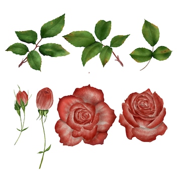 Kali Roses Painting very hard blessie rivera recommends Kali Roses Painting