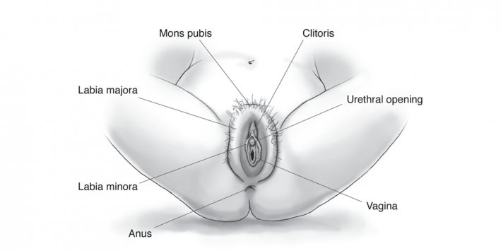annie hoffine like large asian labia photo chukwu christian recommends large asian labia pic