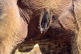 Best of Large asian labia