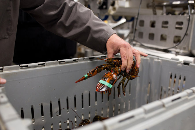 lobstwr tu e - wet squirters dirty director