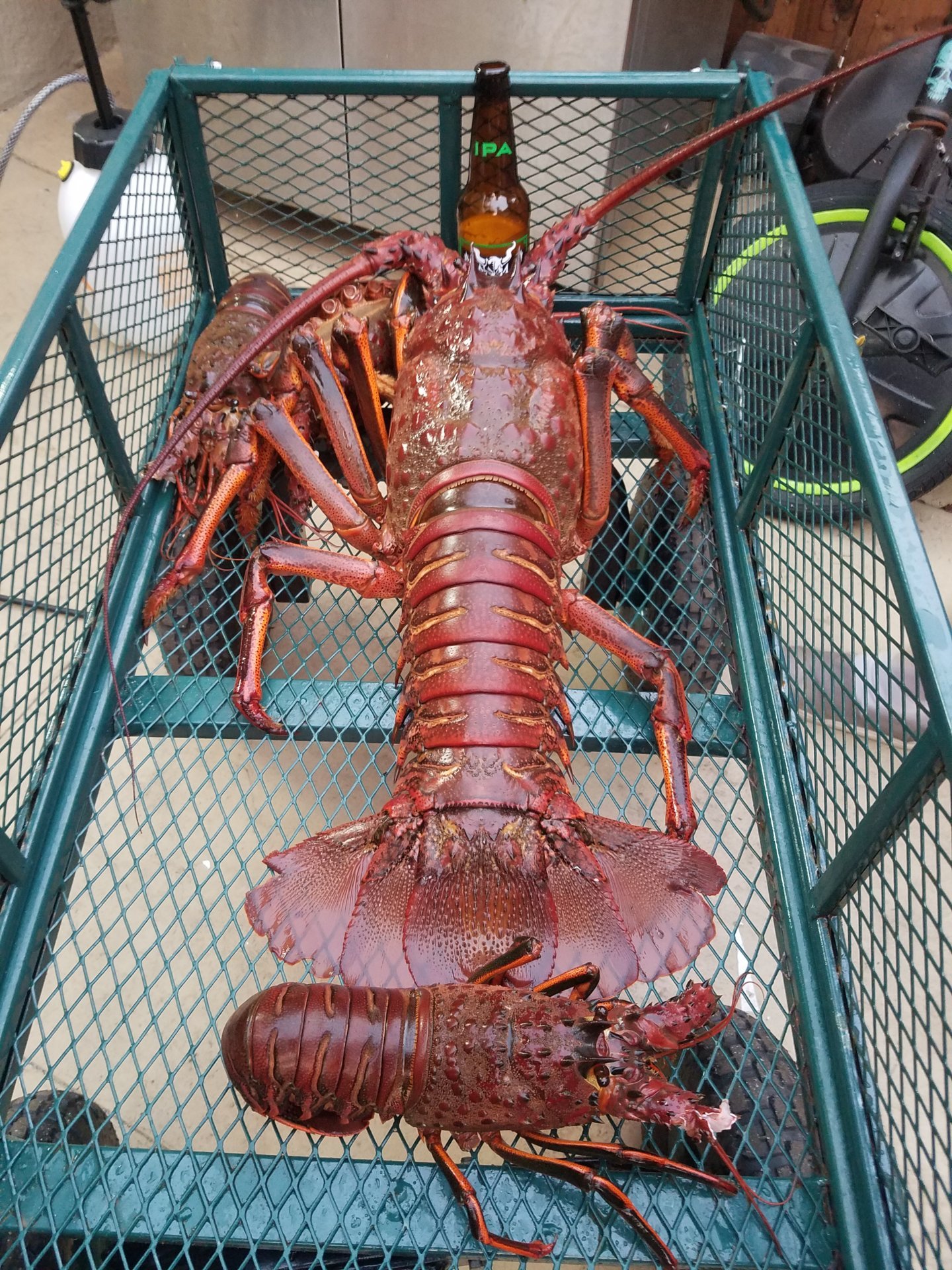 lobstwr tu e - rin kajika jav railey diese