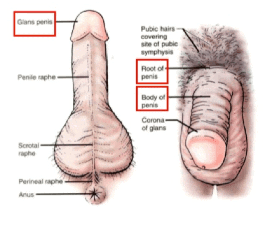 male erection picture old blonde male erection picture