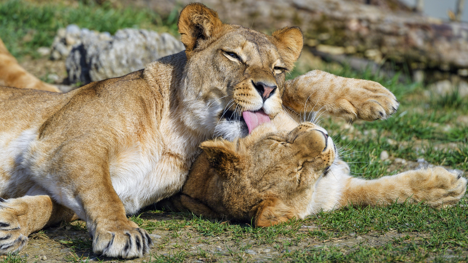 don huntley like mom and daughter licking photo chin kum loong recommends mom and daughter licking pic