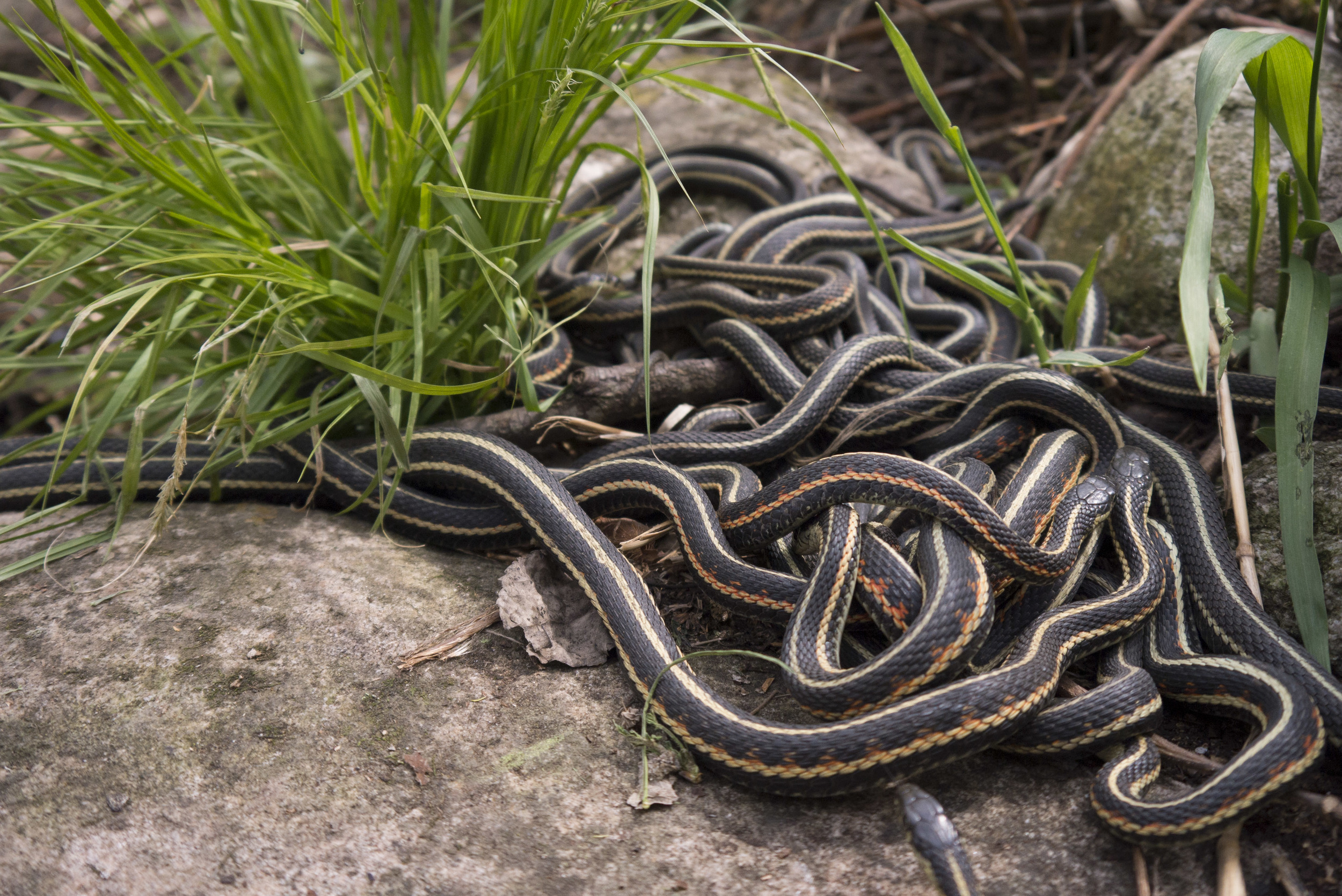 Best of gets gangbanged adarsh narayan share porn snakes photos