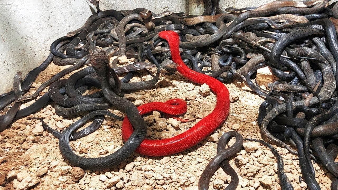 Best of brandon mall's gallery heatheredeffect porn donald sprague add photo porn snakes