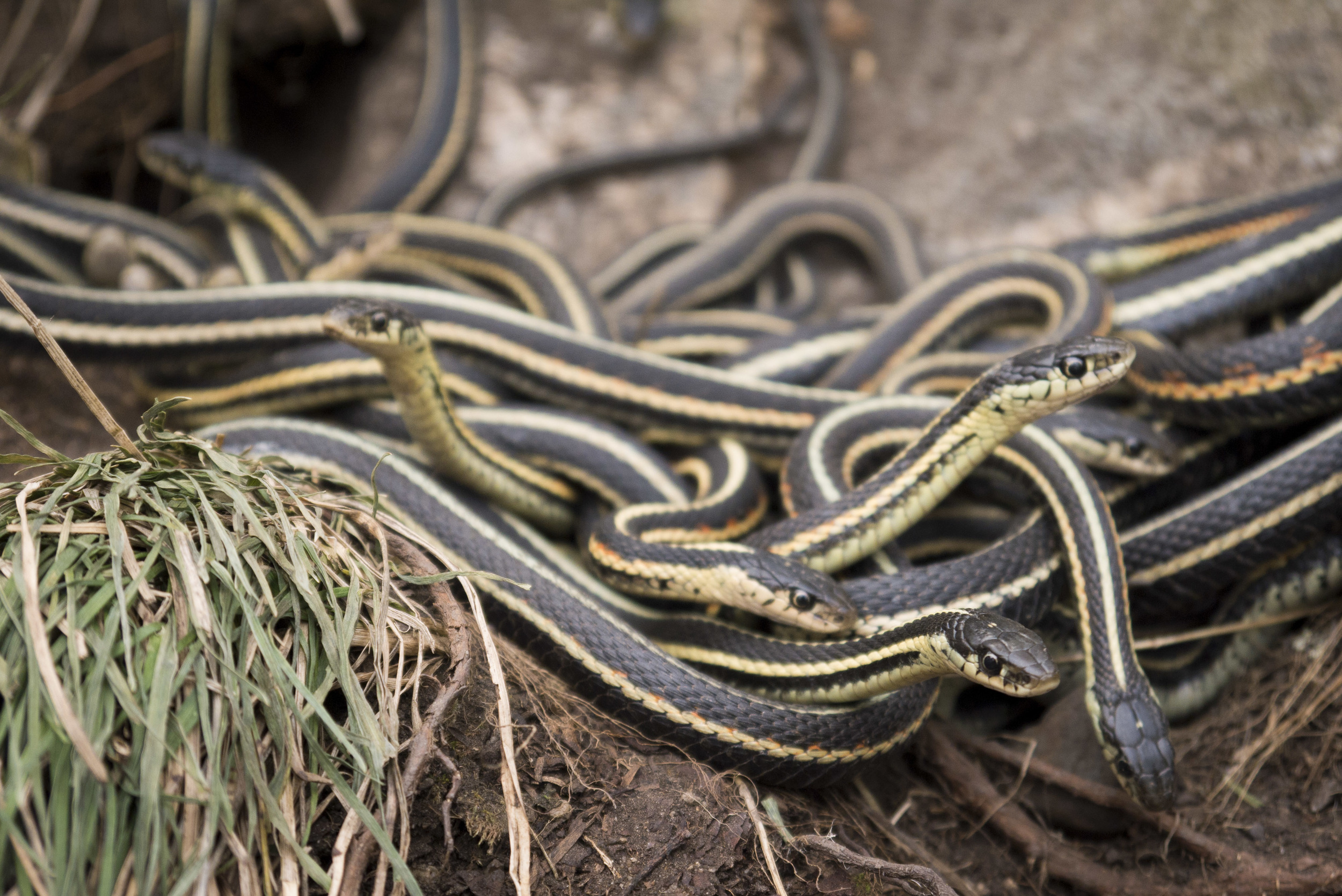 bj rogers recommends Porn Snakes