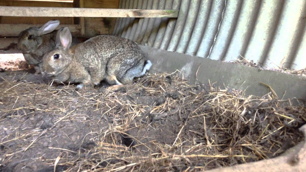 rabbit cam porn - true anal savannah bond japan mom handjob