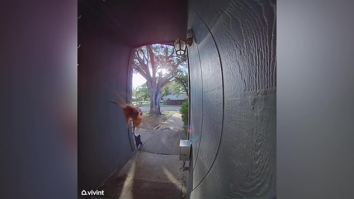 Best of Ring doorbell porn
