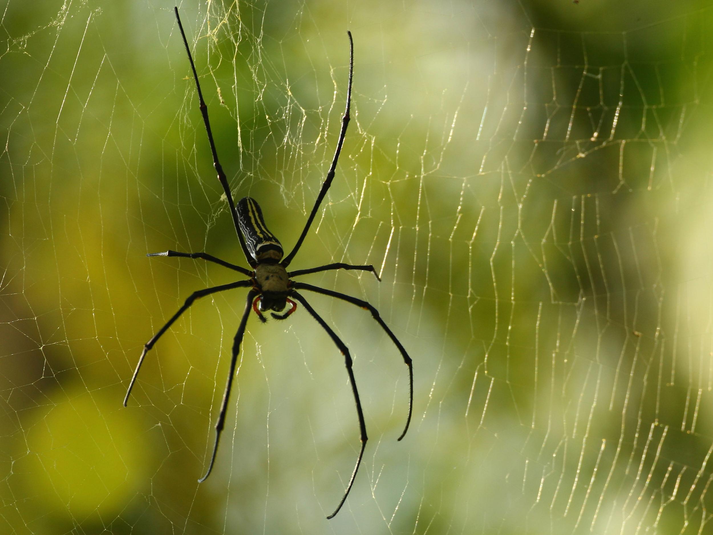 constantin manea recommends spider web bondage pic