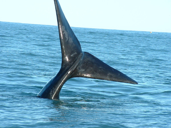 citra jaya recommends whale porn pic